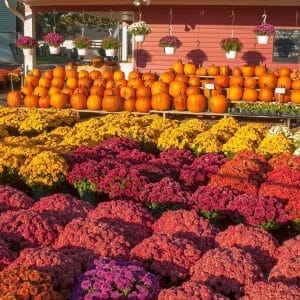 Fall Color mums and pumkins