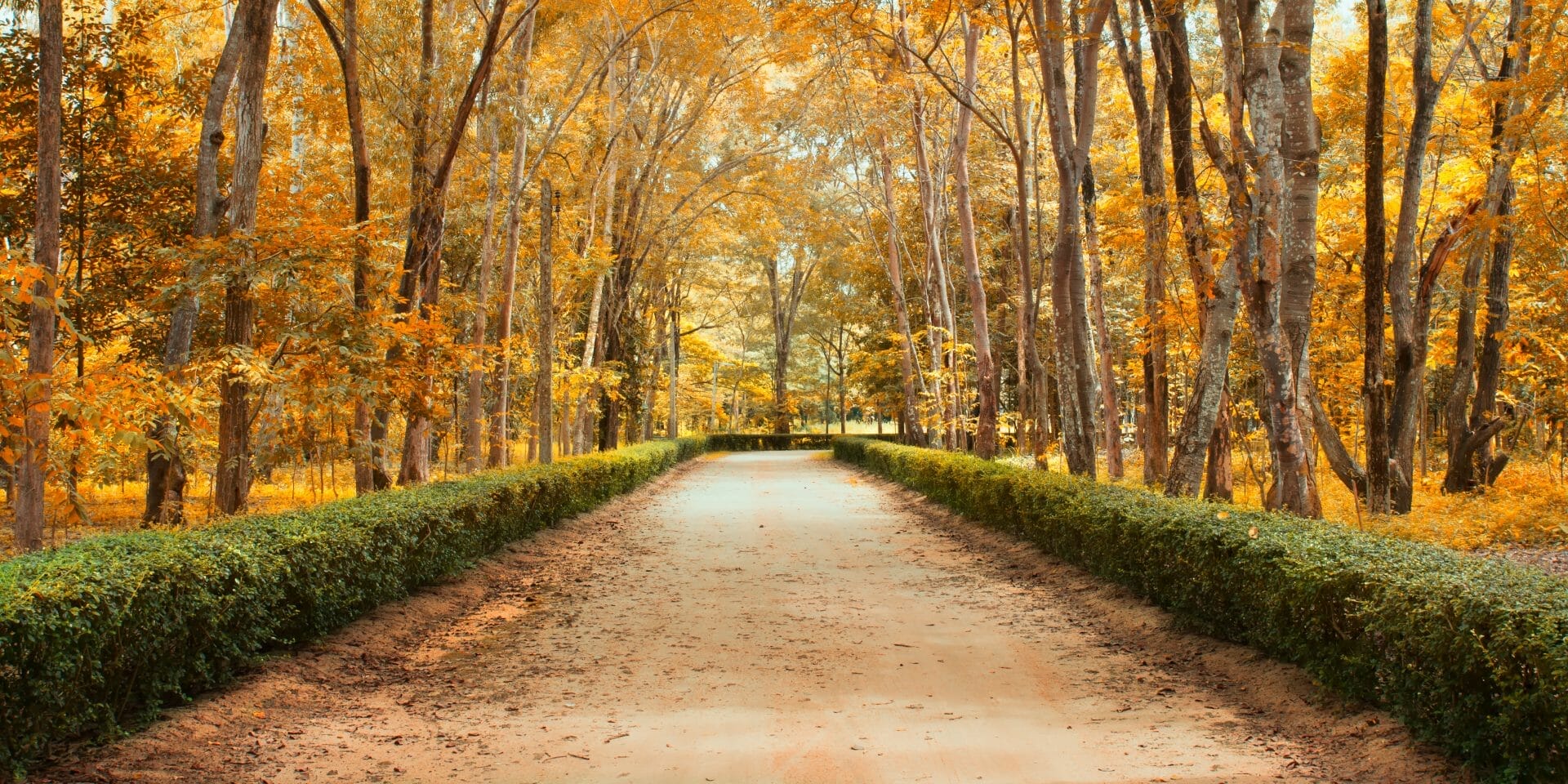pathway with trees in the Fall