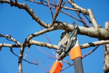 Dormant Pruning? 5 Reasons We Do It