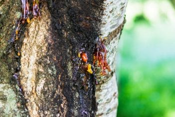 Canker Control for Trees and Shrubs